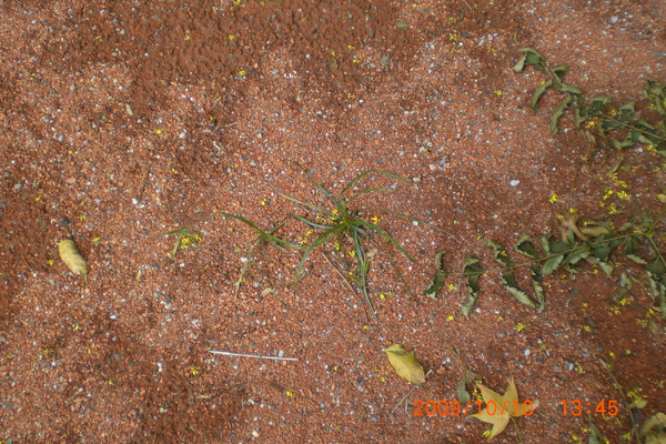 CIMG6578.JPG 午後隨影─側拍文化大學滾球隊練習 CIMG6578.JPG